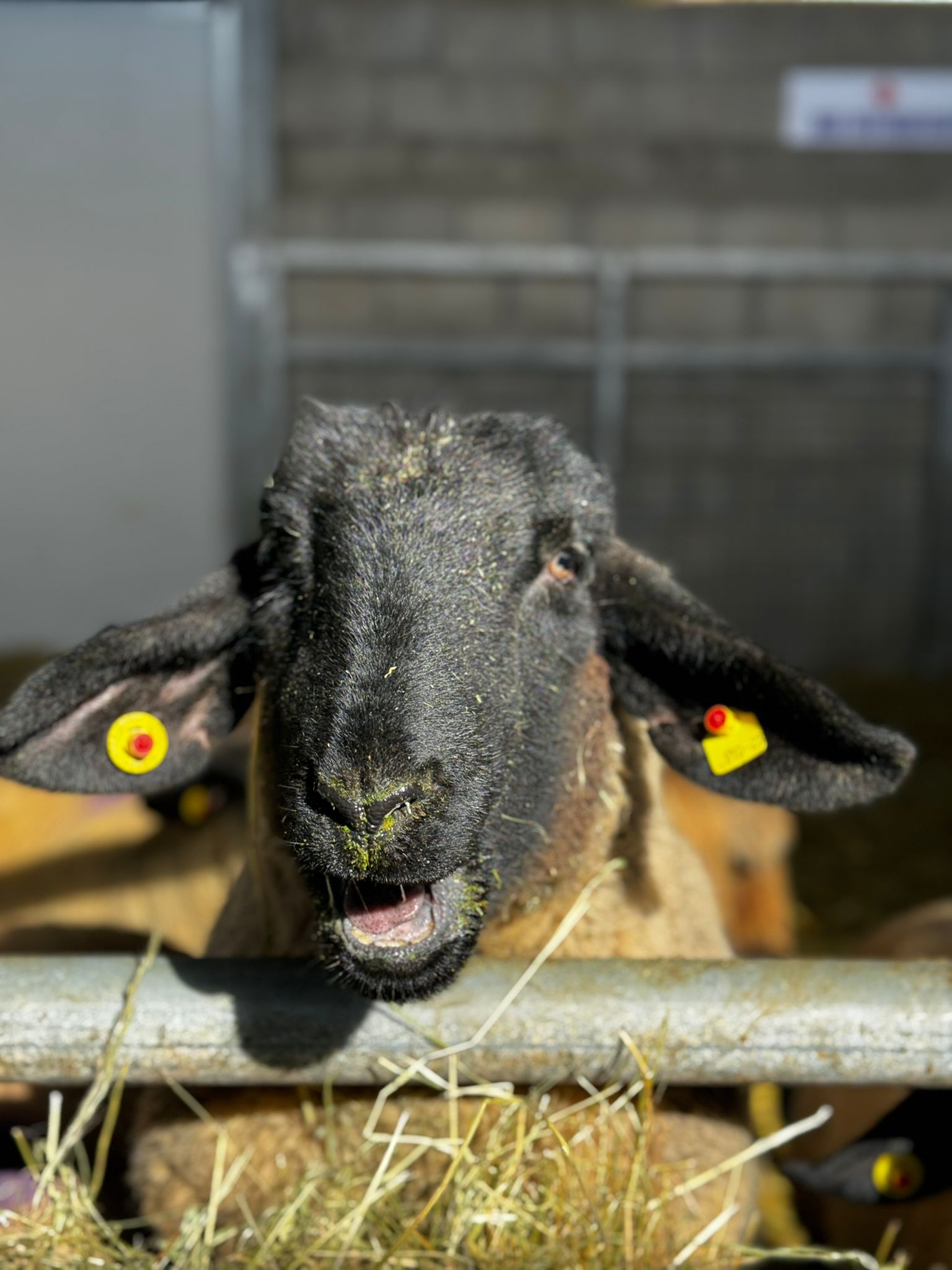 Ovini Suffolk - Animali di qualità